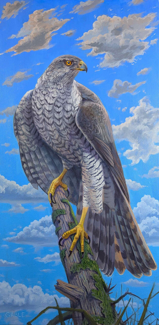 Goshawk, an original painting by Canadian artist Andrew Gable.