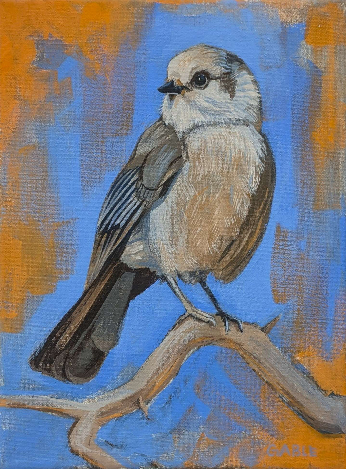 Canada Jay, an original painting by Canadian artist Andrew Gable.