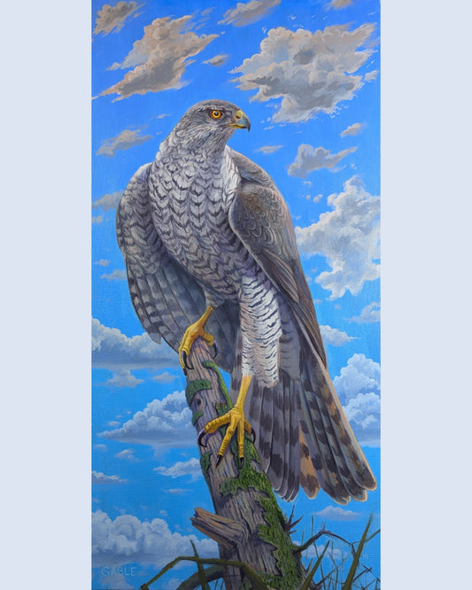 Goshawk, an original painting by Canadian artist Andrew Gable.