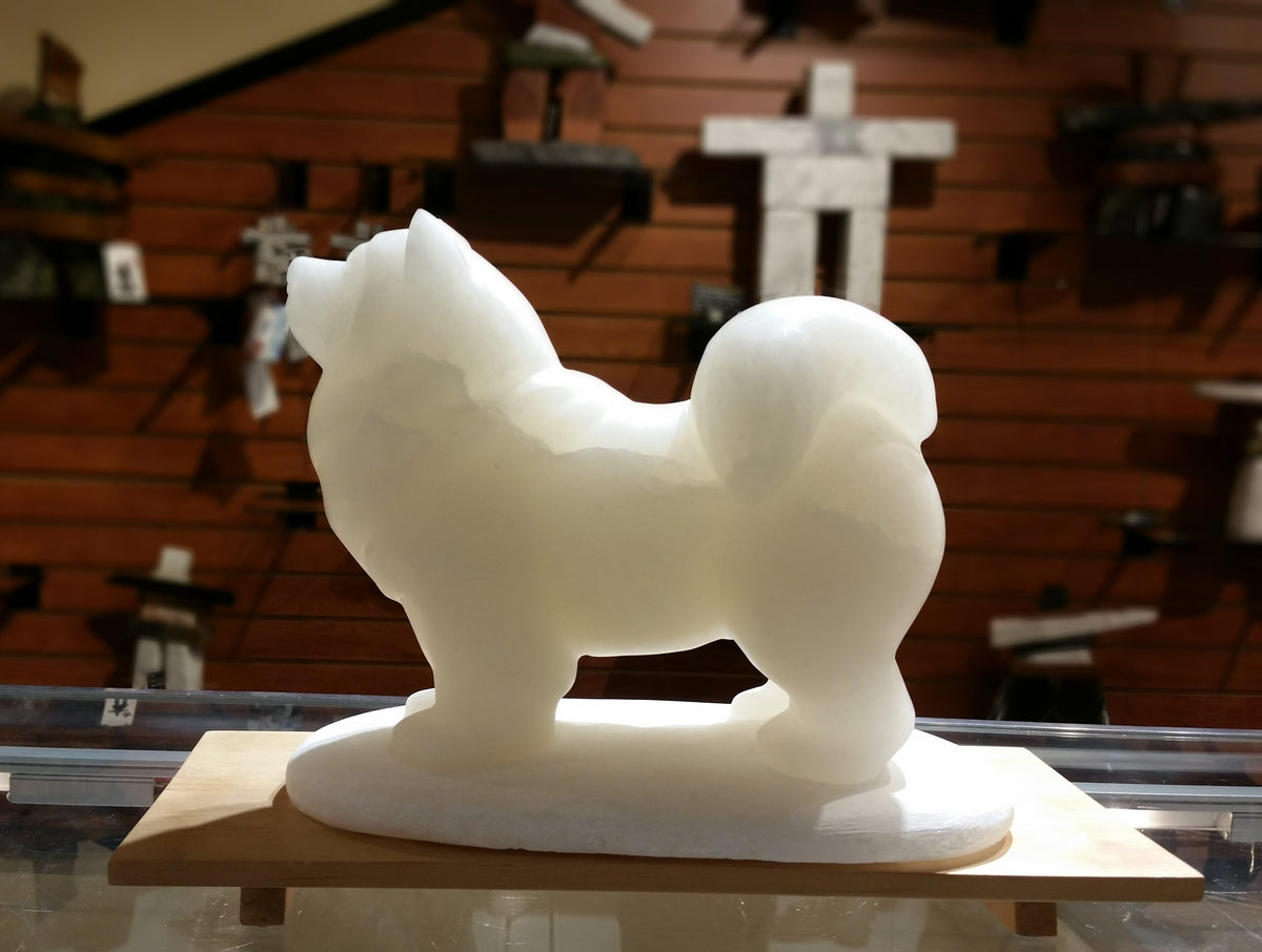Samoyed Dog