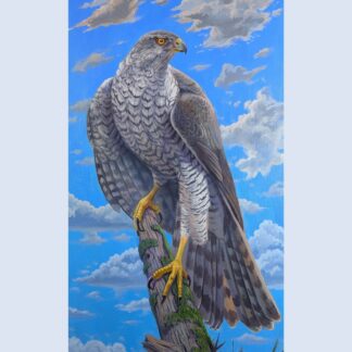 Goshawk (Sold)